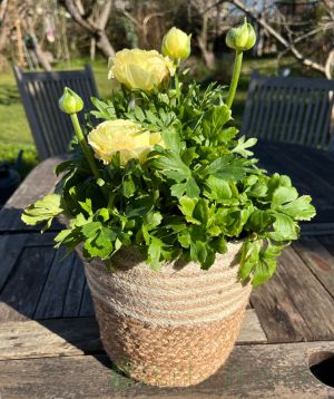 Ranunculus