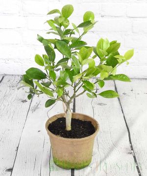 Calamondin rescue