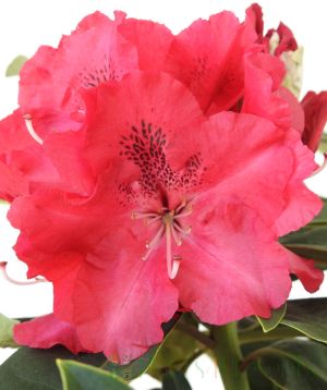 Rhododendron