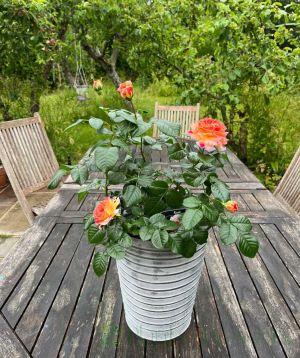 Patio Rose Designer sunset