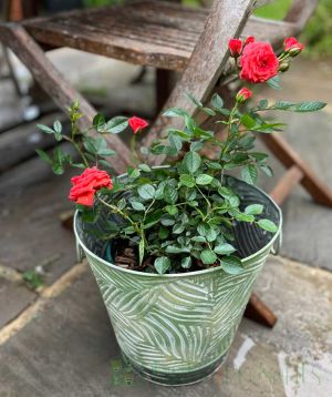 Patio Rose 'Birthday Wishes'