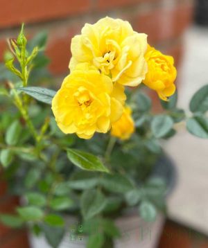 Lovely Bride Patio Rose Flower