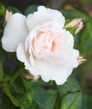 Lovely Bride Patio Rose Flower