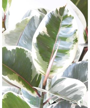Close Up of Variegated Rubber plant foliage