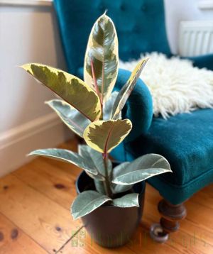 Variegated Rubber Plant 2025