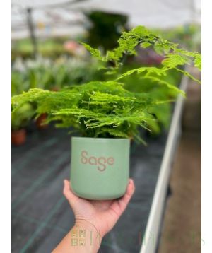 Fern in customised pot