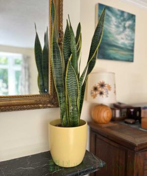 Sanseveria
