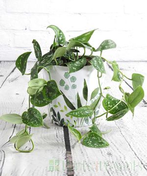 Satin pothos 