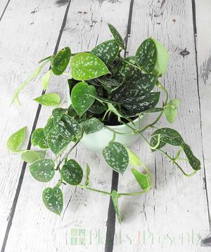 Satin Pothos