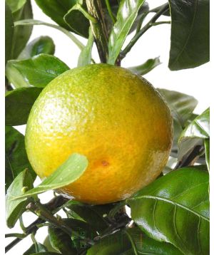 satsuma fruit
