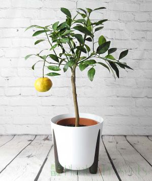 Satsuma Tree in White Frida Pot