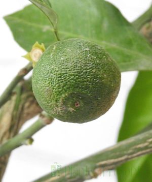 Satsuma fruit