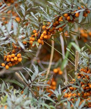 Sea Buckthorn