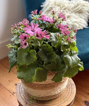 Senetti late February