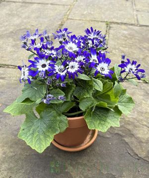 Senetti in Purple and White