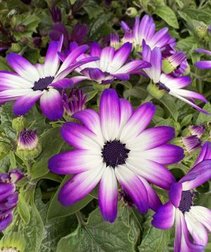 Senetti