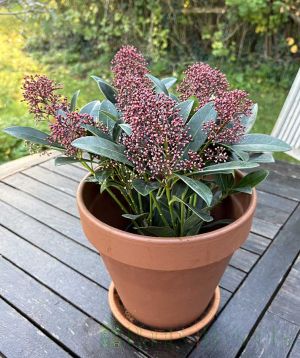 Skimmia plant