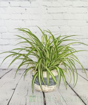 Spider plant with masses of new growth