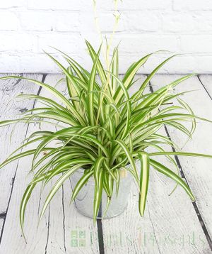 Spider plant