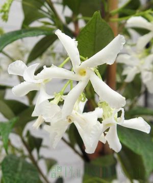 Star Jasmine flowers