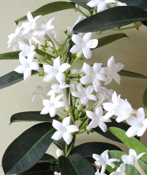 Stephanotis floribunda flowers