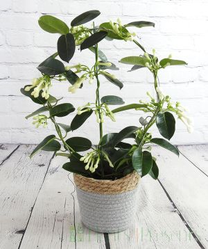 Stephanotis in a seagrass basket