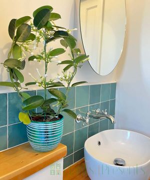 stephanotis in bathroom