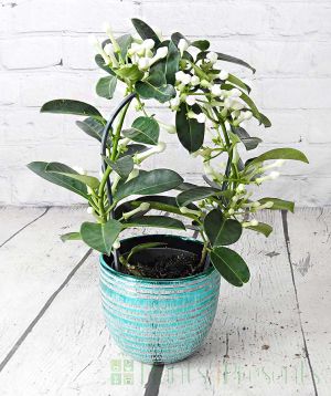 Stephanotis