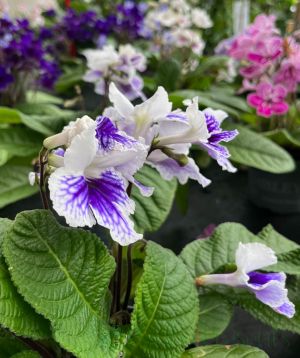 Cape Primrose in the nursery