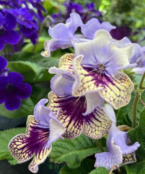 Cape Primrose May 2025