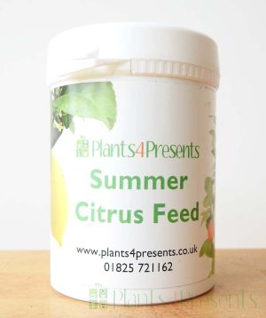 Citrus Feed SUMMER