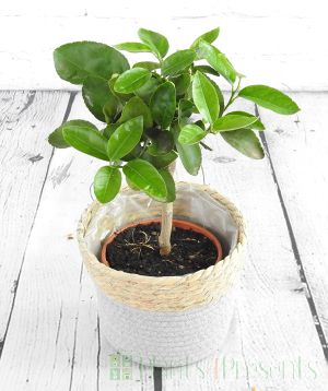 Tahiti lime ministem in seagrass basket