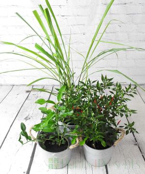 Thai Curry Gift set including Kaffir/Makrut Lime, Lemongrass and Thai Demon Chilli