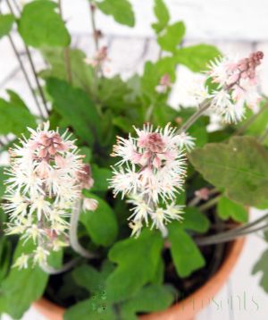 Tiarella Spring symphony flowers