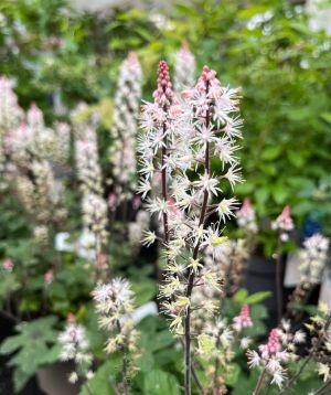 Tiarella Spring symphony flowers