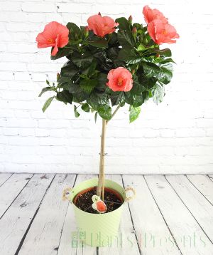 Standard hibiscus