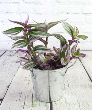Tradescantia from the side no flowers