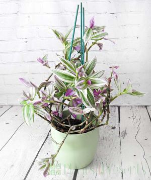 Tradescantia