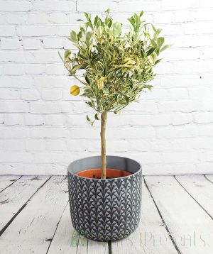 Variegated Calamondin