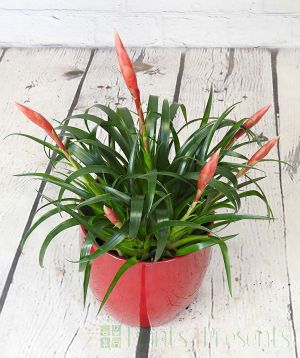 Vriesea astrid in red pot