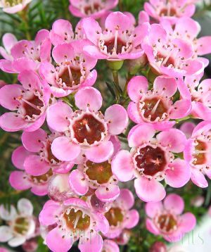 Close up of pink wax flower