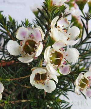 Close up of white wax flower