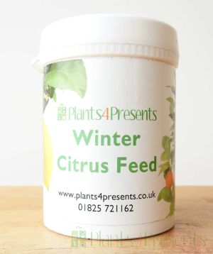 Winter Citrus Feed