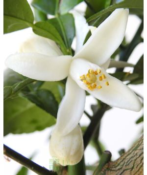 Yuzu Spring flowers