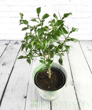 Yuzu Tree in Tropical Pail