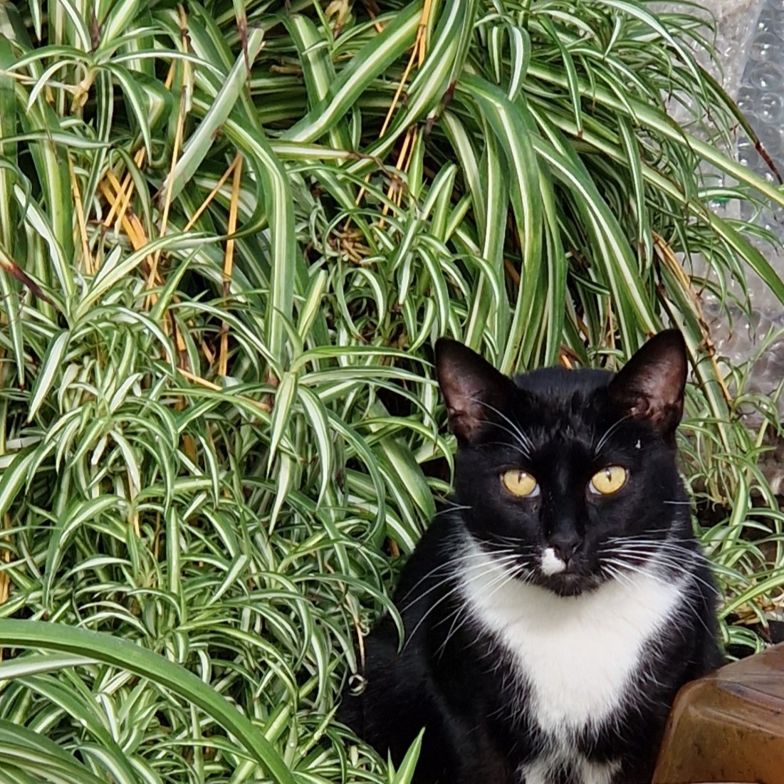 Cat sitting in spider plant