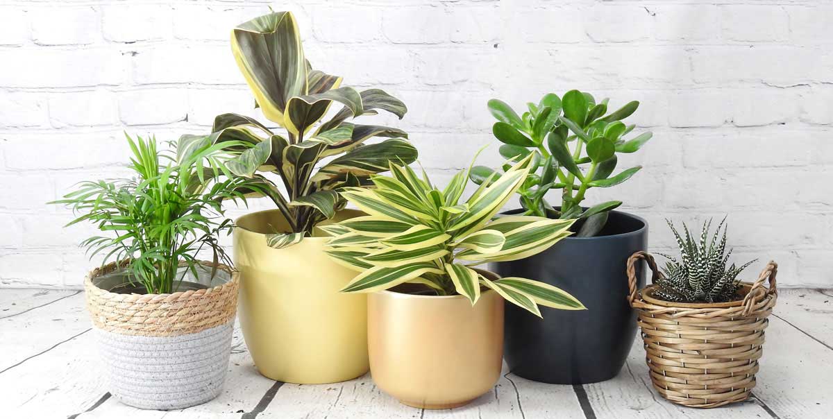 5 best desktop plants