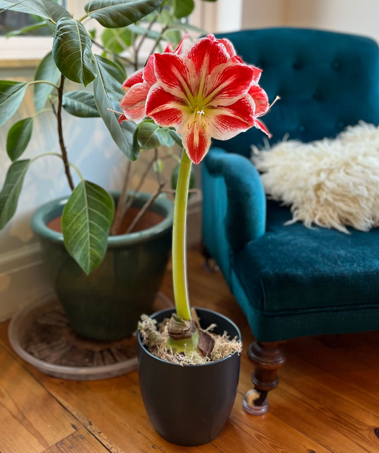 Giant amaryllis plant
