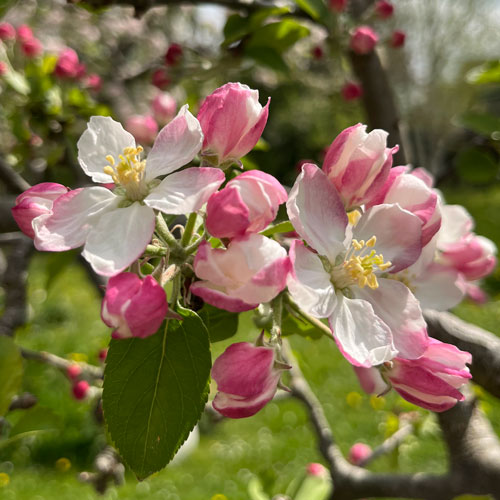 Apple blossom