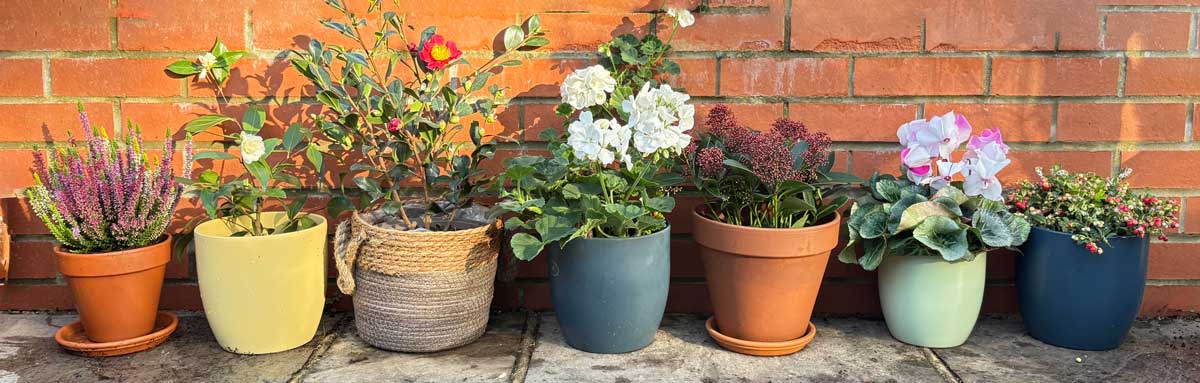 a line up of garden plants in pots